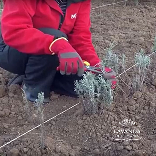 Lavandă de România - Butași de lavandă, îngrijire după plantare