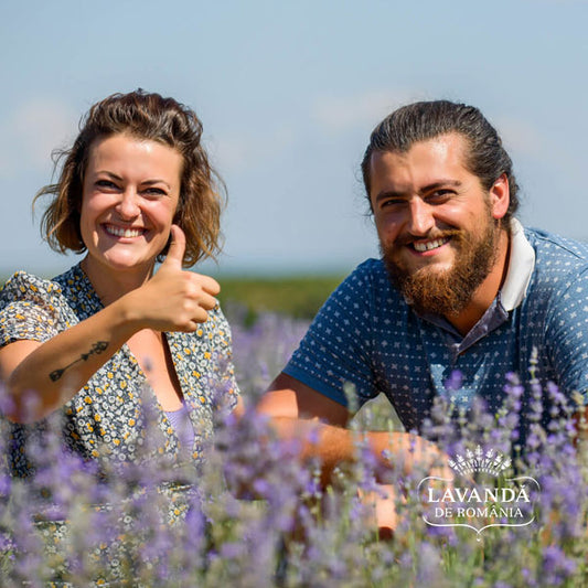 Cultura de lavandă, cum să investești organizat pentru a obține profit