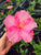 Hibiscus la ghiveci - pachet de 9 bucăți