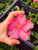 Hibiscus la ghiveci - pachet de 9 bucăți