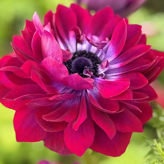 Anemone Levante Wine Double - rizomi
