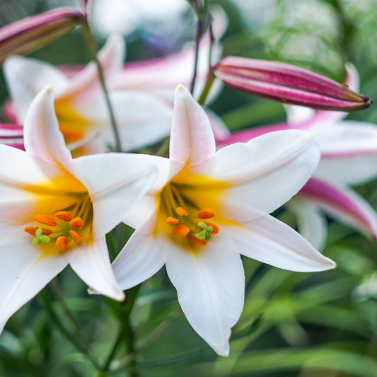 (Lilium Regale) - Crin Regal