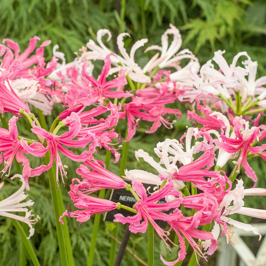 (Nerine Bowdenii) - Crin de toamnă