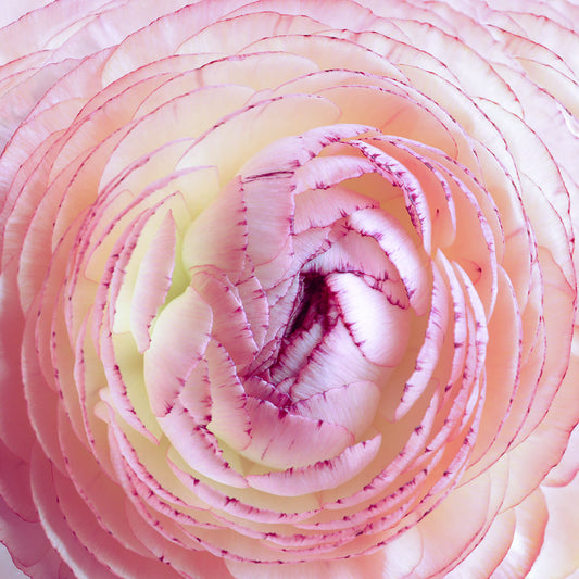 Ranunculus Elegance ‘Bianco Striato’ – Piciorul cocoșului - bulb