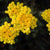 Lavanda da Romania - Immortelle (Helichrysum) la Ghiveci