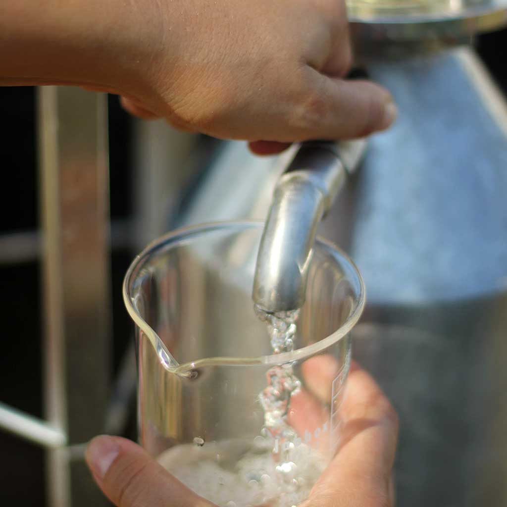 Lavandă de România - butași de lavandă, Lavandula angustifolia Sevastopolis