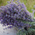 Lavandă de România - butași de lavandă, Lavandula angustifolia Sevastopolis