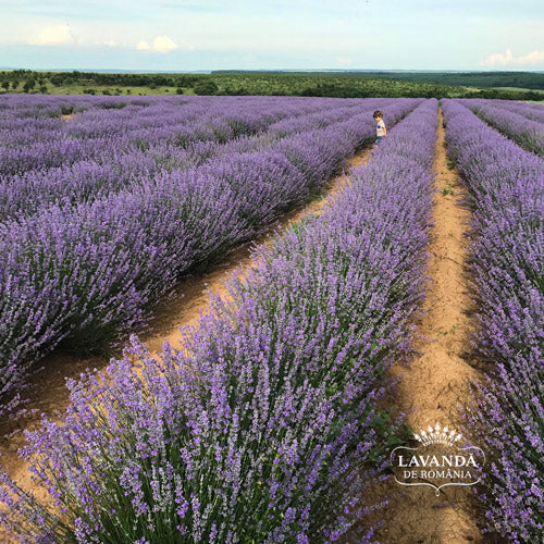 Lavandă de România - pachetul cu lavandă la ghiveci, immortelle la ghiveci și santolină la ghiveci
