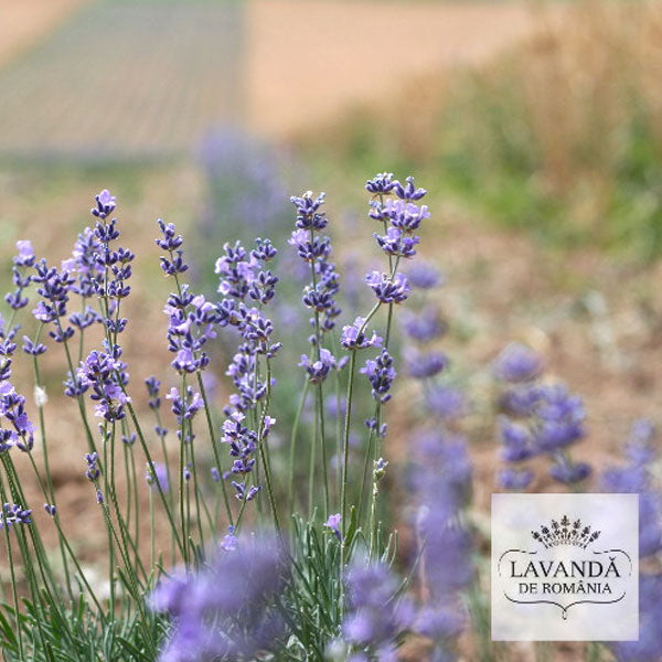 Lavanda de Romania - cultura de lavanda in anul 1