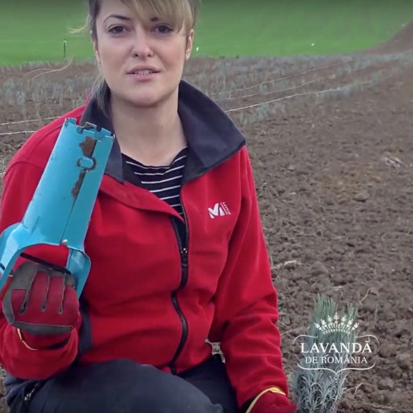 Lavandă de România - Butași de lavandă, modul de plantare
