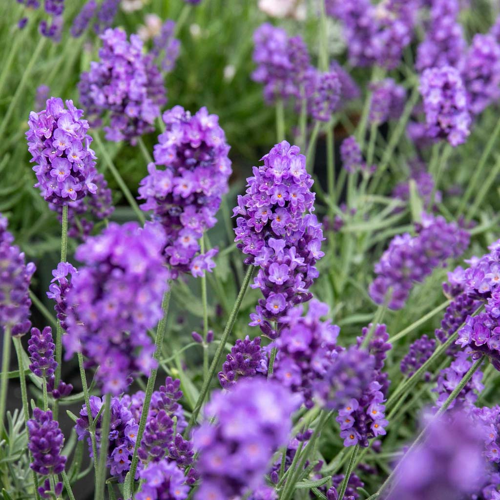 Lavandă Hidcote la ghiveci - pachet de 9 bucăți