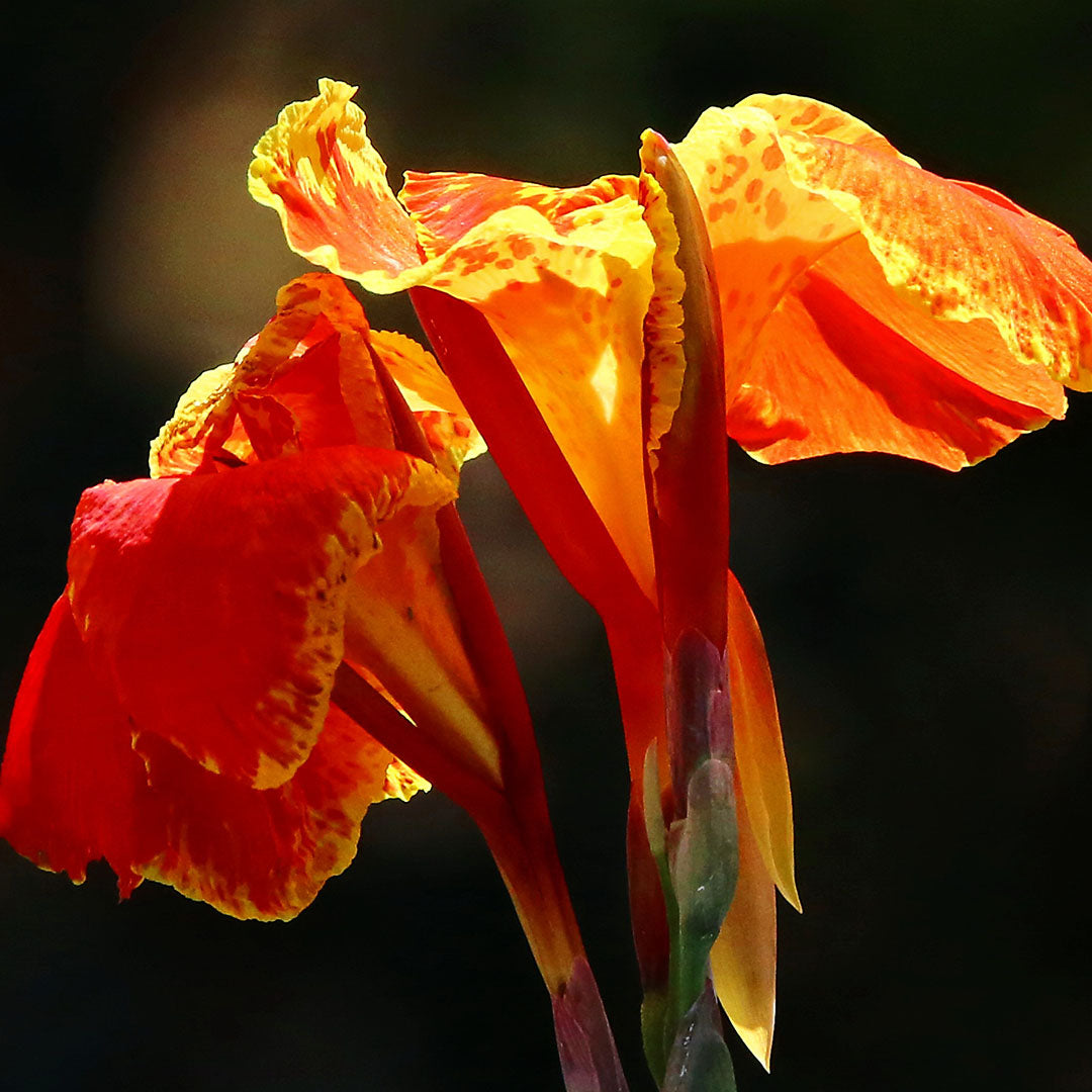 Canna indica ‘Carnaval’ - Orhidee