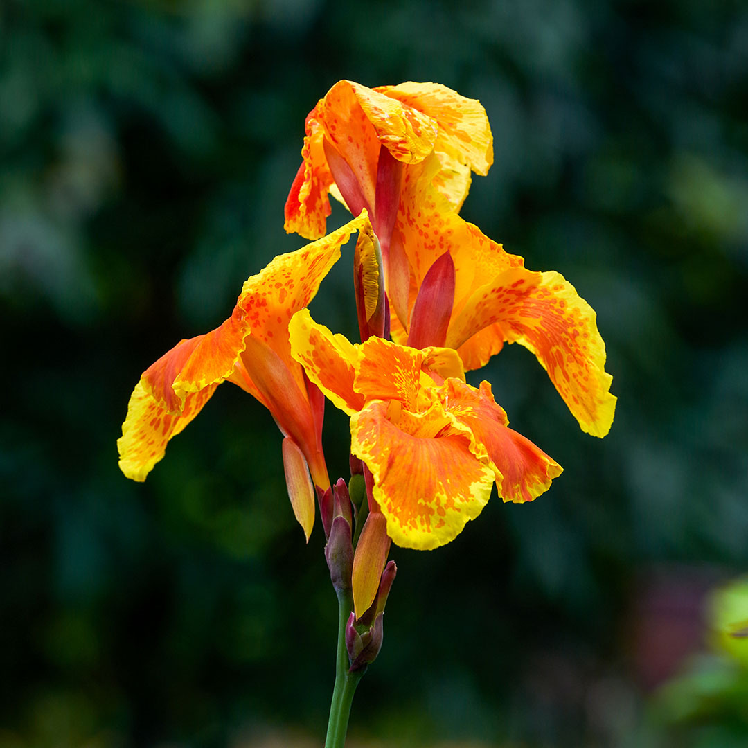 Canna indica ‘Carnaval’ - Orhidee