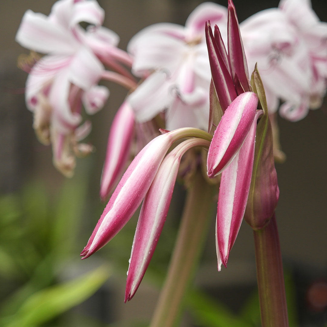 (Crinum 'Cintho Alfa') - Crin