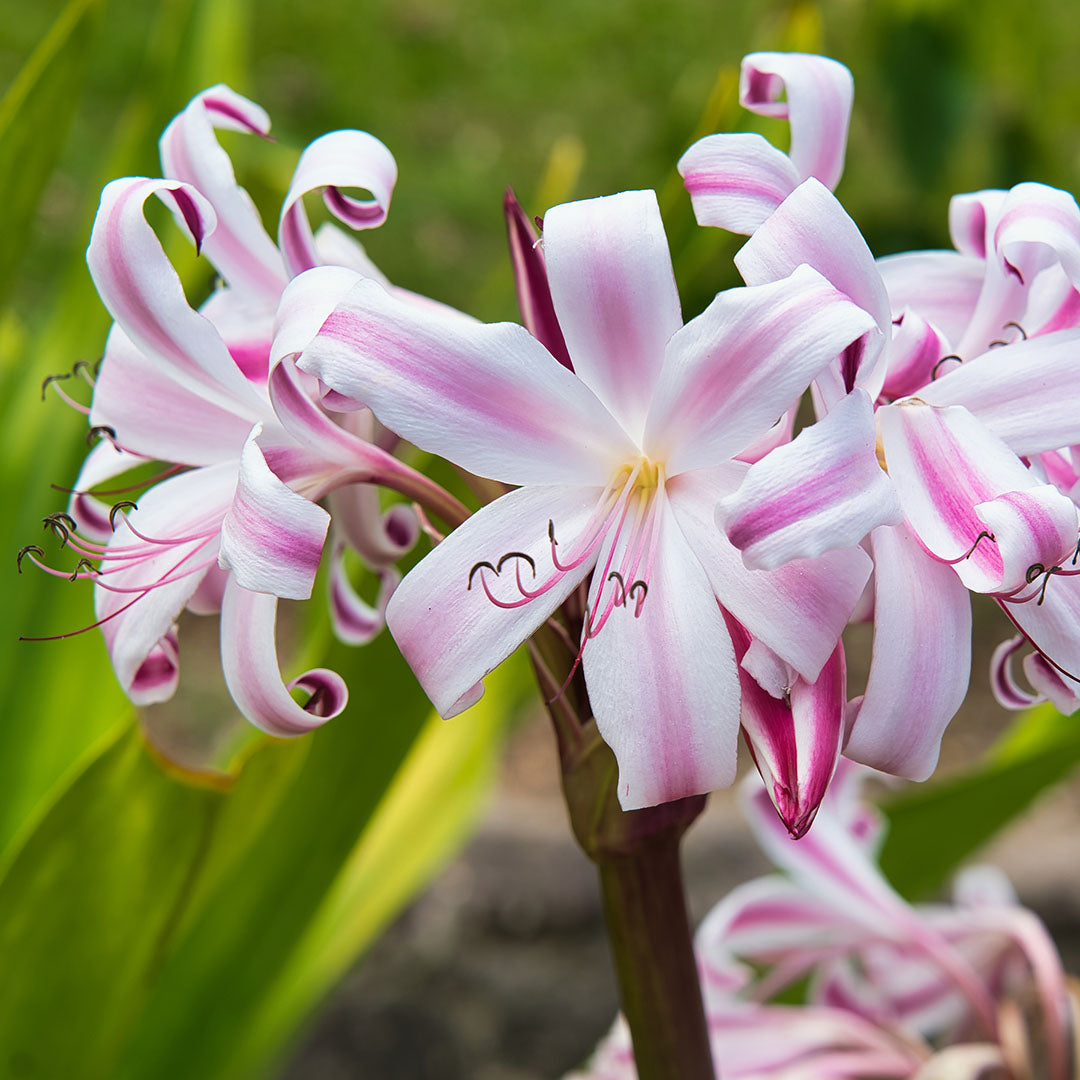 (Crinum 'Cintho Alfa') - Crin