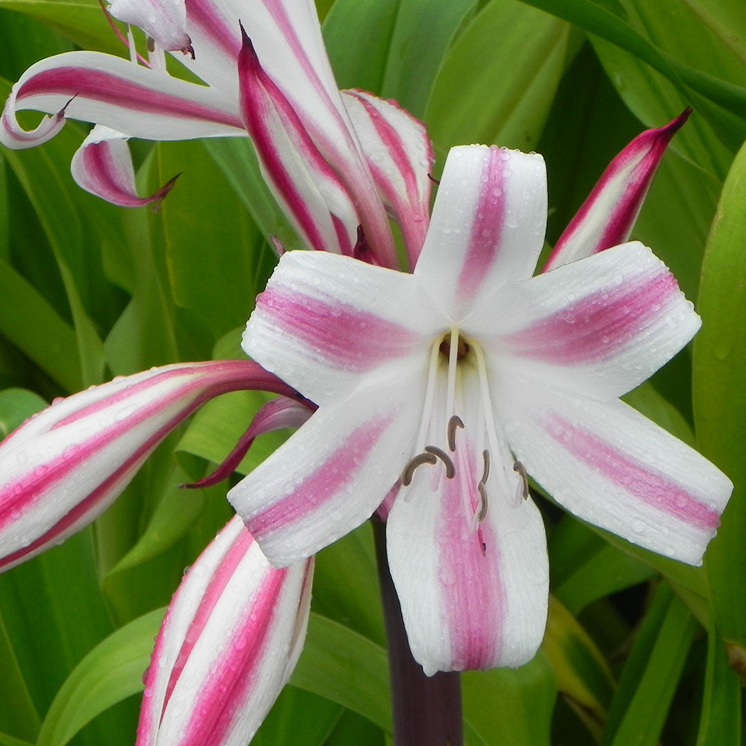 (Crinum 'Cintho Alfa') - Crin