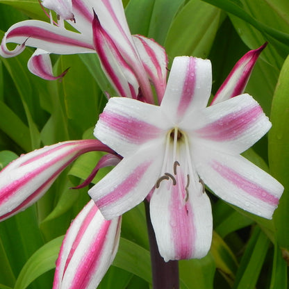 (Crinum 'Cintho Alfa') - Crin