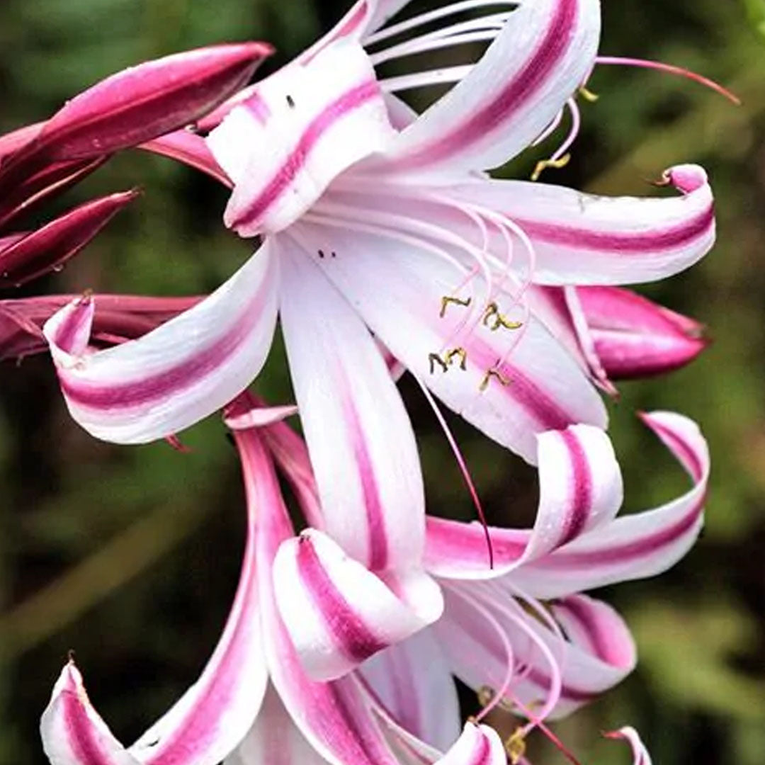 Crinum 'Cintho Alfa' - Crin African - bulb