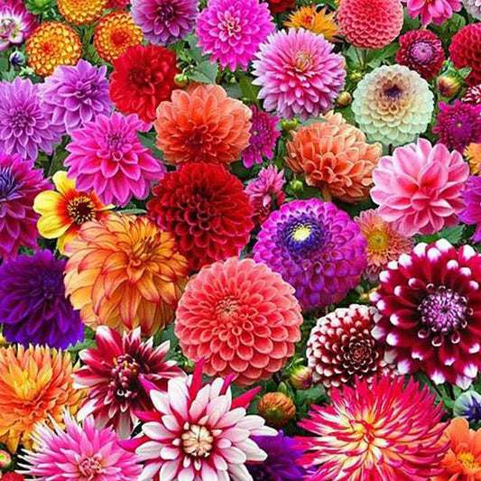 Dahlia 'Surprise' - Dalii Mixte