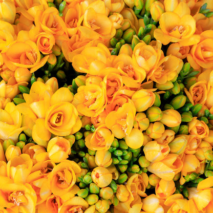 Freesia 'Double' Culori Mixte