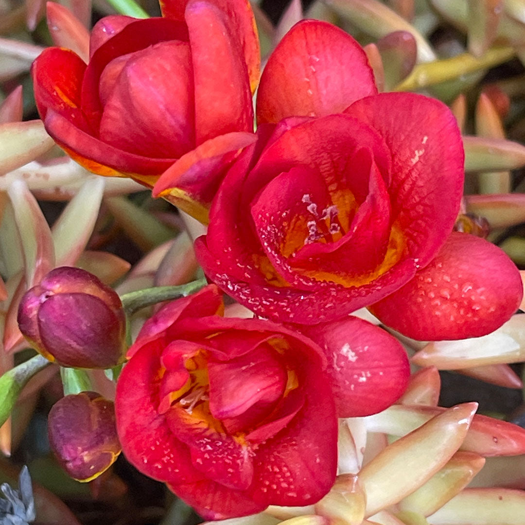Freesia 'Double' Culori Mixte