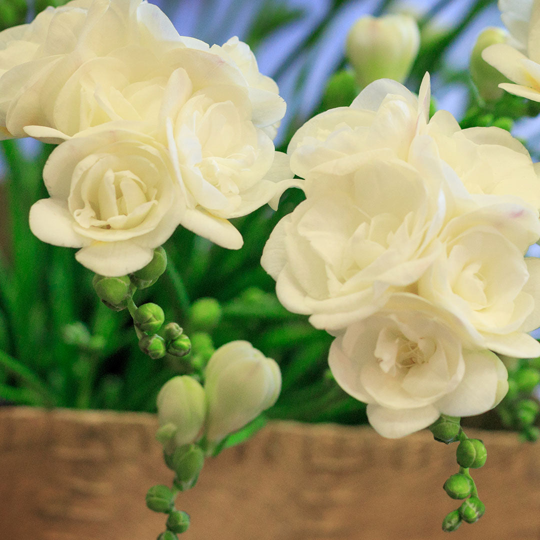 Freesia 'Double' Culori Mixte