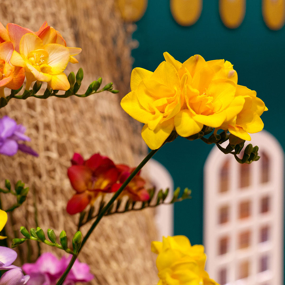 Freesia 'Double' Culori Mixte