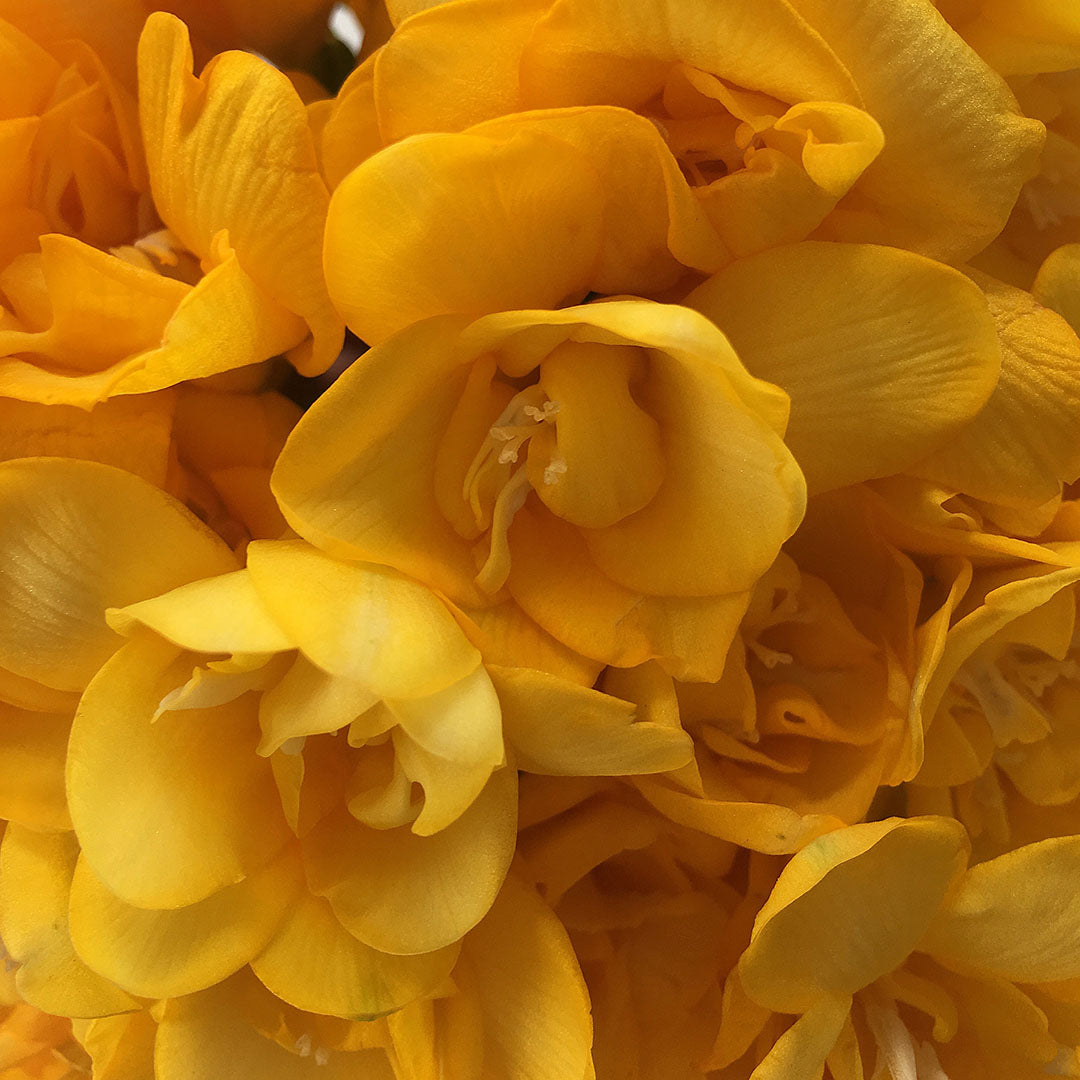 Freesia 'Double' Culori Mixte