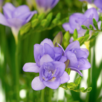 Freesia 'Double' Culori Mixte
