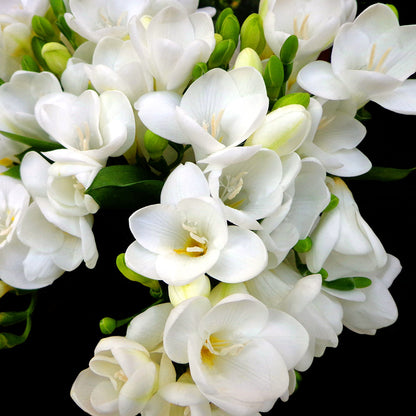 Freesia 'Double' Culori Mixte