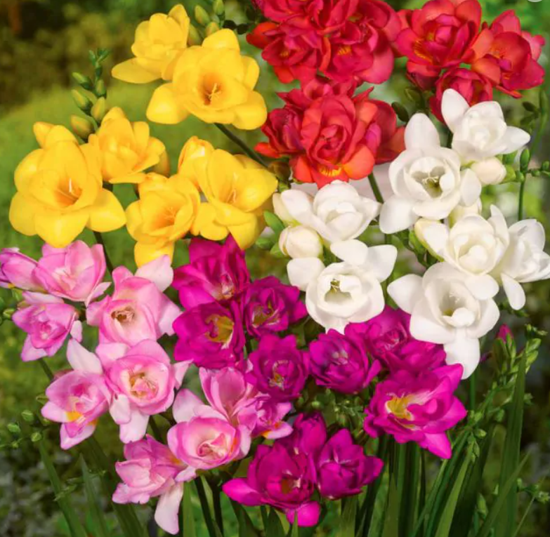 Freesia 'Double' Culori Mixte