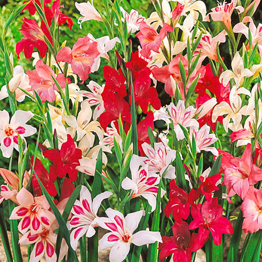 Gladiole Nanus - Culori Mixte