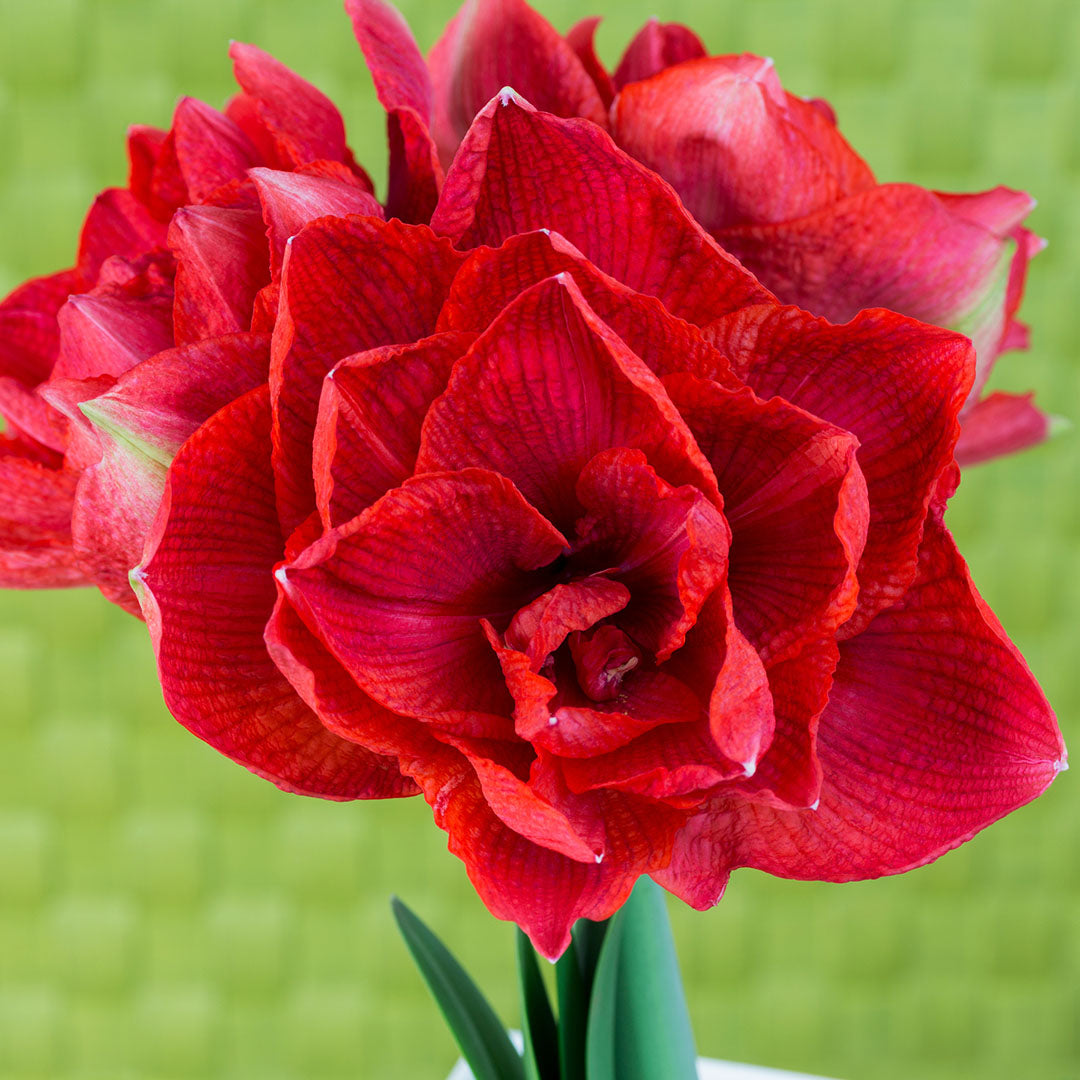 (Hippeastrum Cherry Nymph) - Crin de cameră