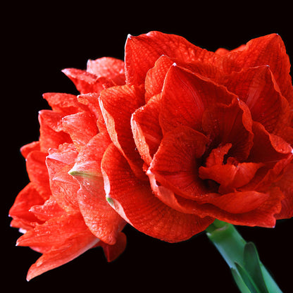 Hippeastrum Cherry Nymph - Crin de cameră - bulb