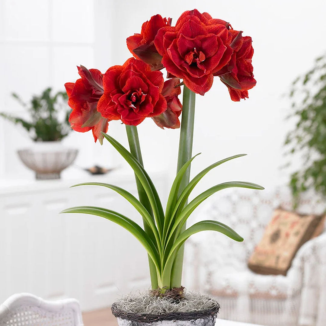 (Hippeastrum Cherry Nymph) - Crin de cameră