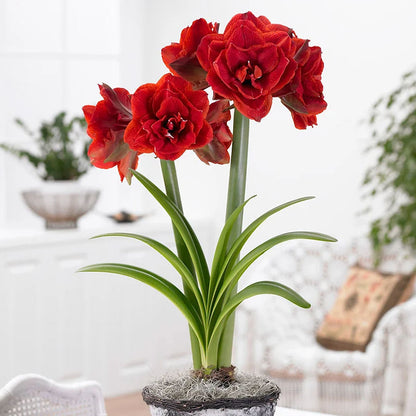 (Hippeastrum Cherry Nymph) - Crin de cameră