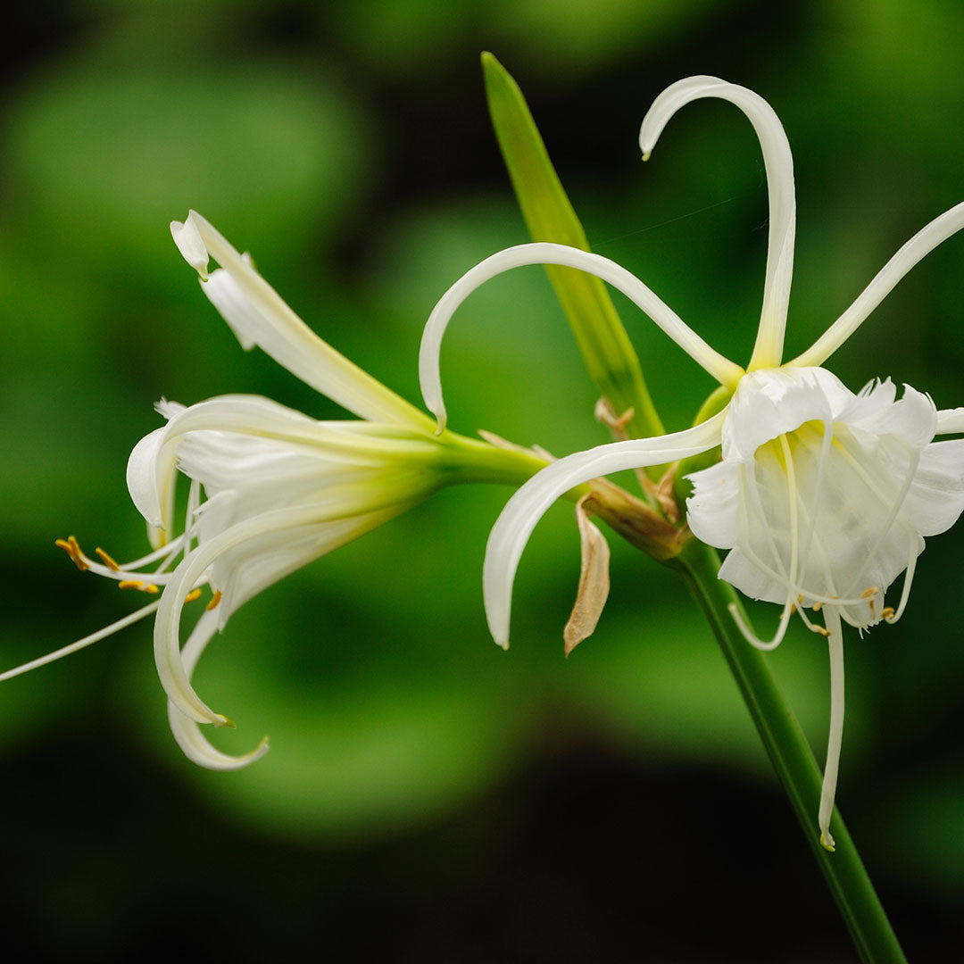 (Hymenocallis festalis 'Ismene') - Crin păianjen