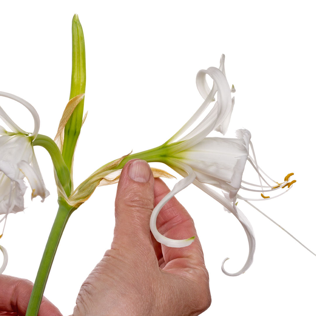 (Hymenocallis festalis 'Ismene') - Crin păianjen