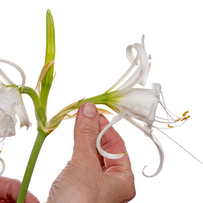 (Hymenocallis festalis 'Ismene') - Crin păianjen