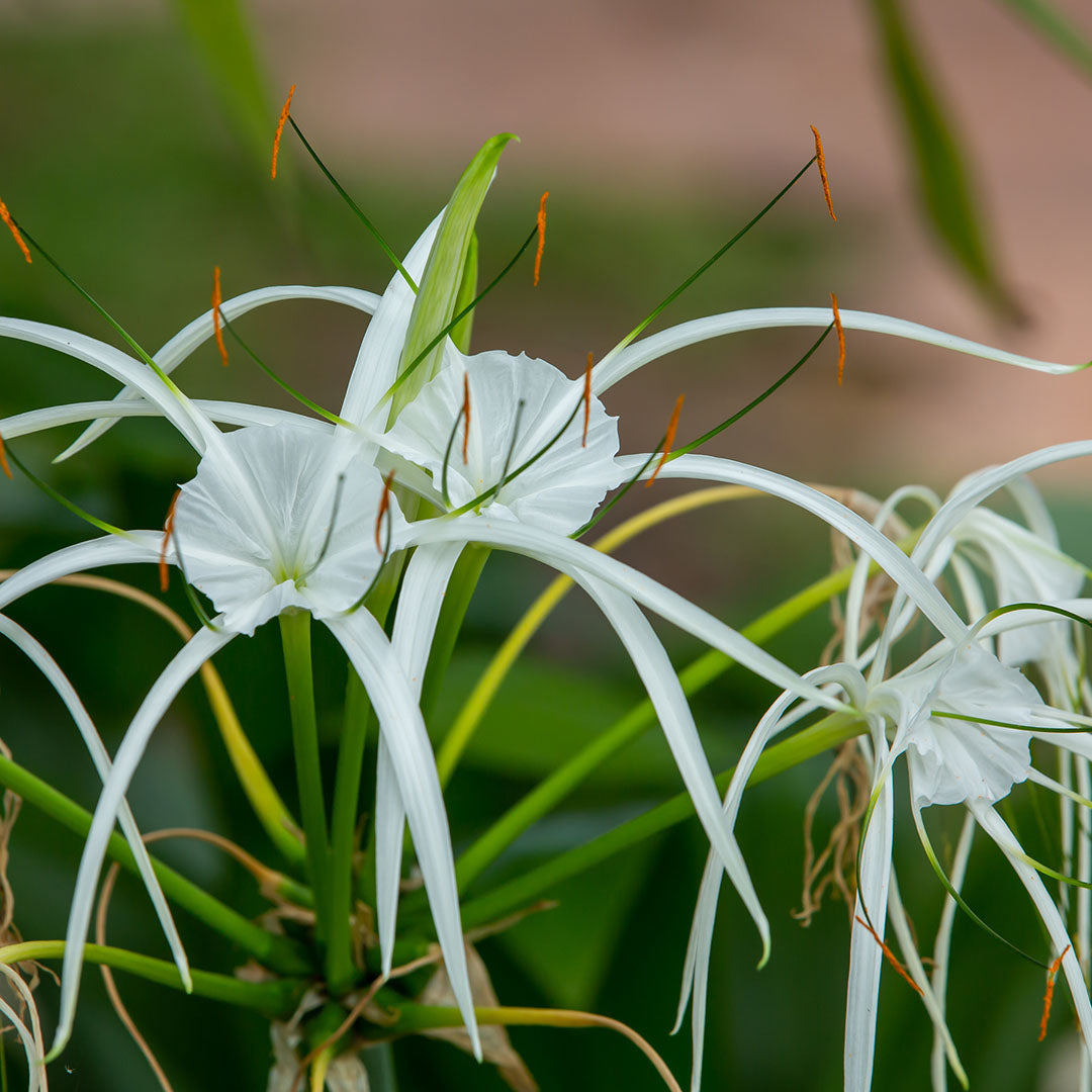 (Hymenocallis festalis 'Ismene') - Crin păianjen