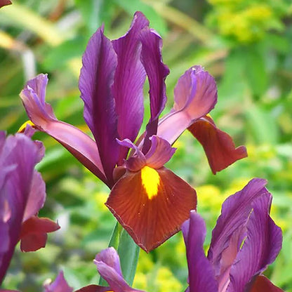 Iris 'Red Ember Hollandica' - Stanjenei - bulbi