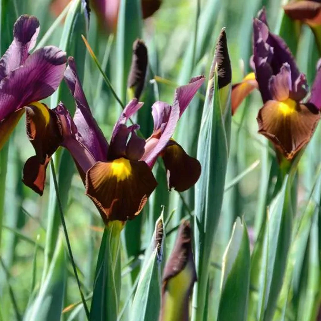 Iris 'Red Ember Hollandica' - Stanjenei - bulbi