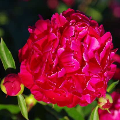 Paeonia Karl Rosenfield (Bujor)