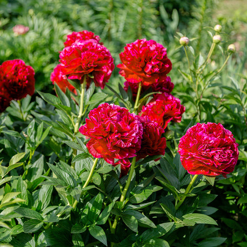 Paeonia Karl Rosenfield (Bujor)