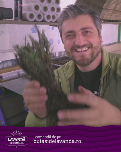 Butași de lavandă cu rădăcina înfoliată în turbă - buchet de 50 de bucăți