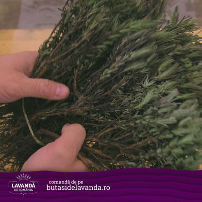 Lavandă de România - butași de lavandă, Lavandula angustifolia Sevastopolis