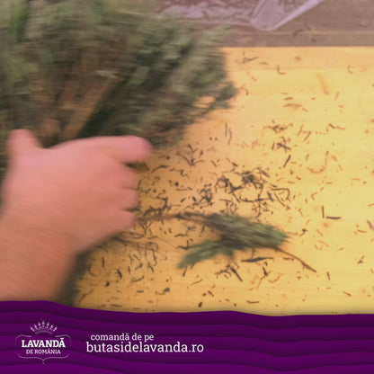 Butași de lavandă cu rădăcina înfoliată în turbă - buchet de 50 de bucăți