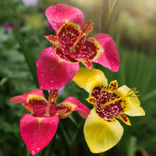 Tigridia pavonia – Culori mixte – Tigridia