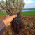 Lavandă de România - butași de lavandă, Lavandula angustifolia Sevastopolis